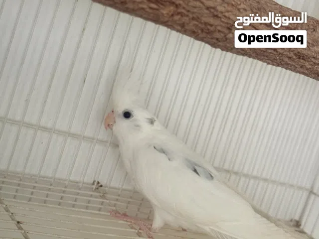 ذكر كوكتيل بايد+ ذكر وانثى  اقراء الوصف جيدا