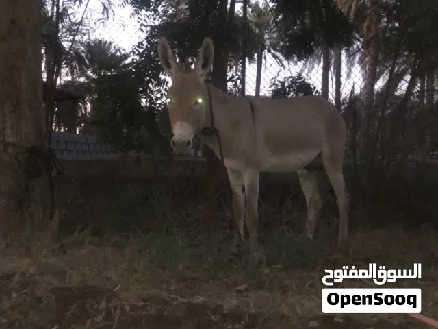 حمار  ذكر اموره طيبه
