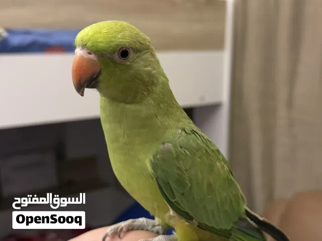 6 months parrot hand tame free flying tame