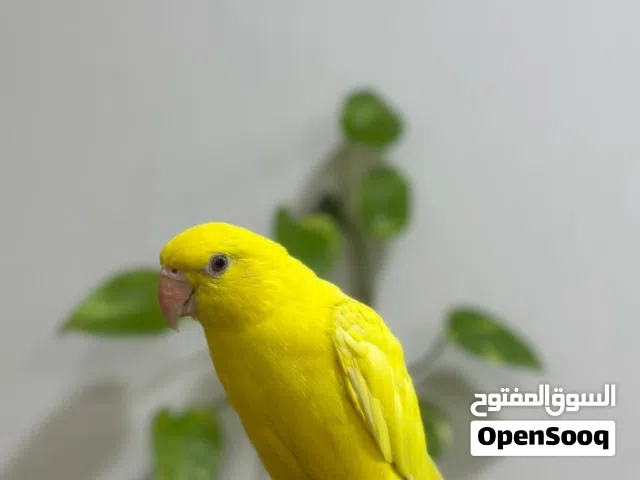 للبيع متوه صفره ب 95