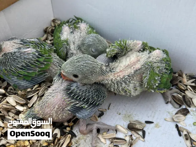 للبيع متاتو خضران انتاج البحرين الام روسيه احجام طيبه