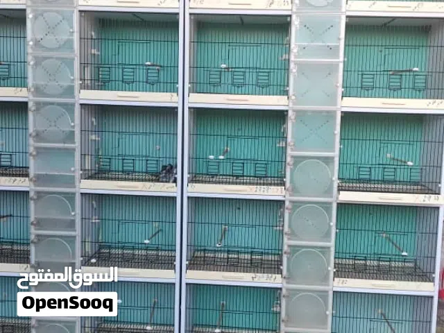 بارتي طيور كناري