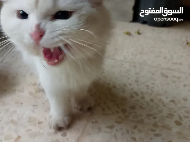 قط ذكر شيرازي امريكي للتبني