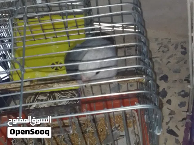 بركديلو كوبيه علي 250