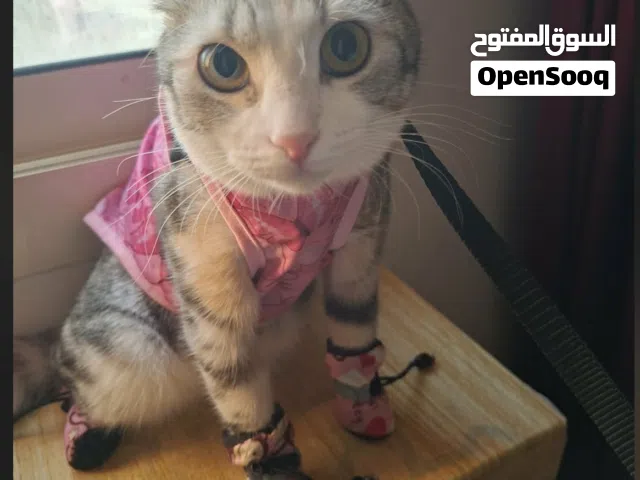 استضافة حيوانك الأليف