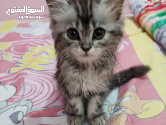 قطه شيرازي سن 45 يوم