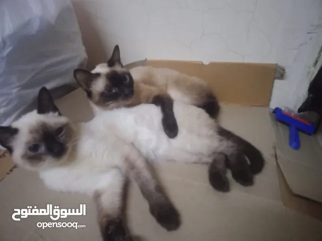 قطط سيامي بيور للبيع ولد سنه وبنت سنه ونص