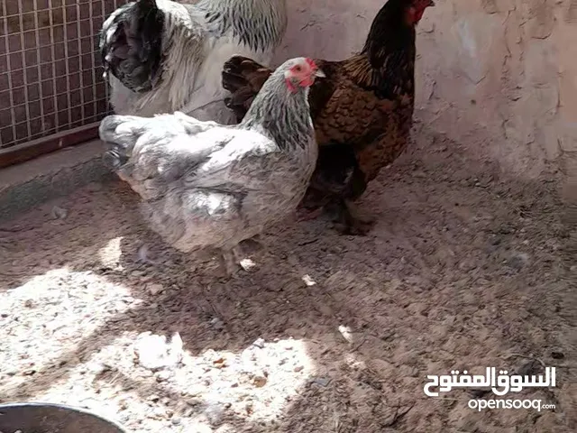 سلام عليكم حمام شقلاب و هزاز  دجاج براهما كنية  وبط  عربي