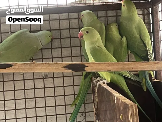 متوه للبيع