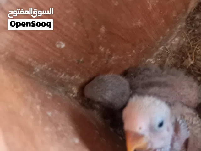 كوبيا بركاديلو