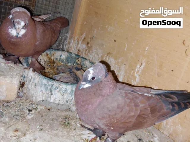 حمام احمر بغدادي وياهن افراخهن درجه اولى صحة ونشاط