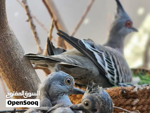 فروخ يمام الملكي