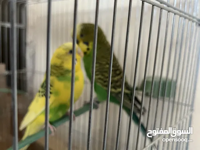 جوز حب شغالات وتحتهم بيض