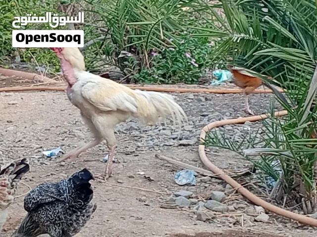 دجاج البيع لو البدل زوج اببص