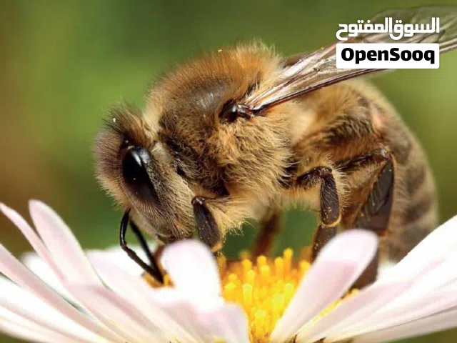 نحل للبيع في مادبا