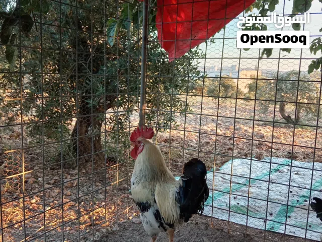 دجاج سايكس