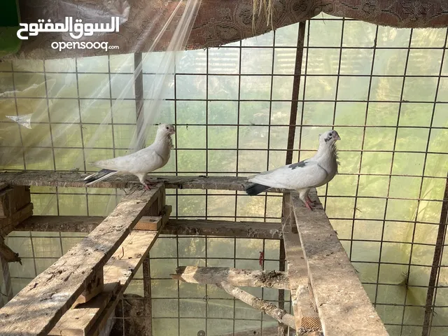 ارافل للبيع