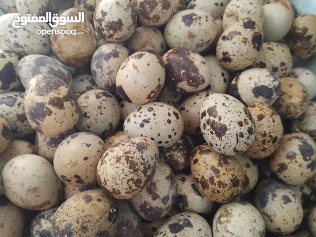 غذاء ومكملات غذايئه