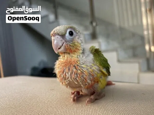 مطلوووب إنتاج كنيور جملة