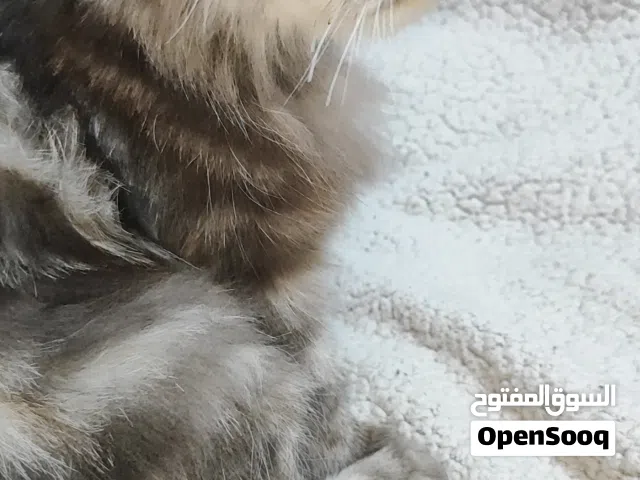 عائله قطط اب وام عمرهم 2 الى 4 سنوات وابنائهم 3 عمرهم 5 شهور