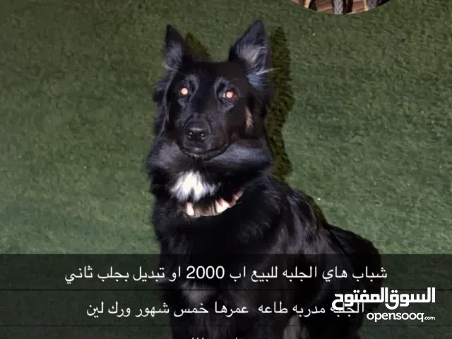 جلبه عمرها خمس شهور لعوبه الحق ب1000