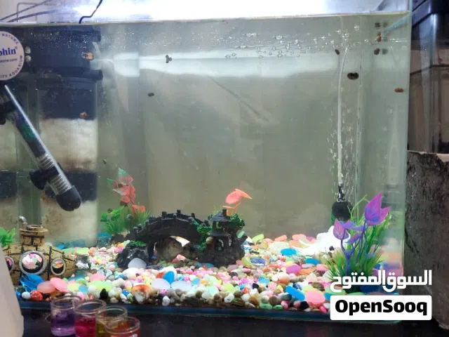Full Set Aquarium with Fishes  حوض أسماك كامل مع أسماك