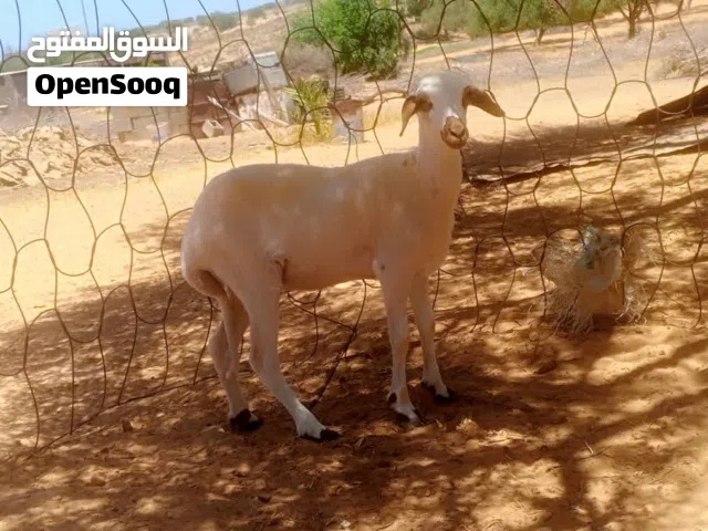 فطيمه وطنية عمر 5 شهور