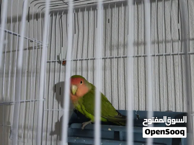 كوبيه بركديلو حاجه نظيفه ربي يبارك