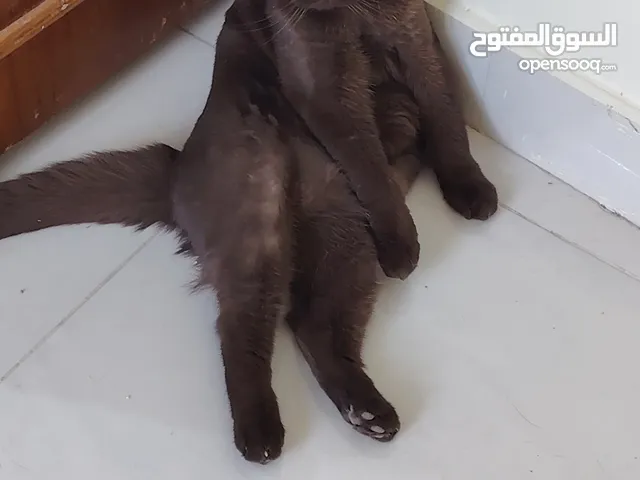 قطط سكوتش فولد عدد 2