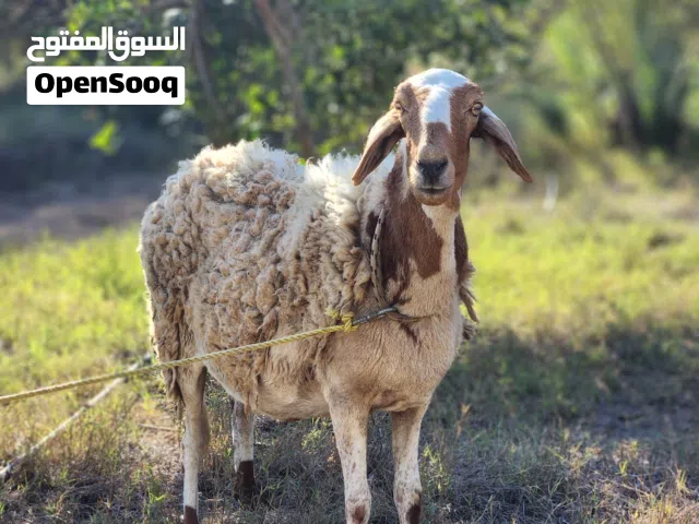 نعجه عشرة سنها اول جمع للبيع تواصل ع رقم