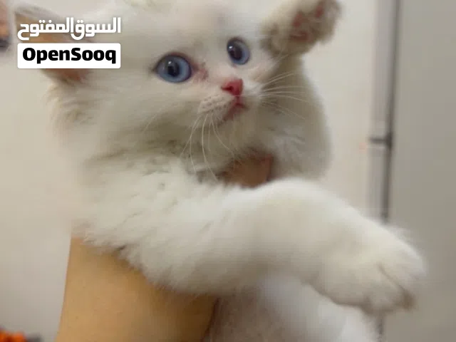 قطه شيرازي مهجن