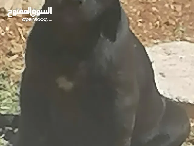 متاح اناثي بيتبول من أجمل المستويات العمر 65 يوم
