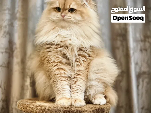 Healthy British Longhair Male for Mating