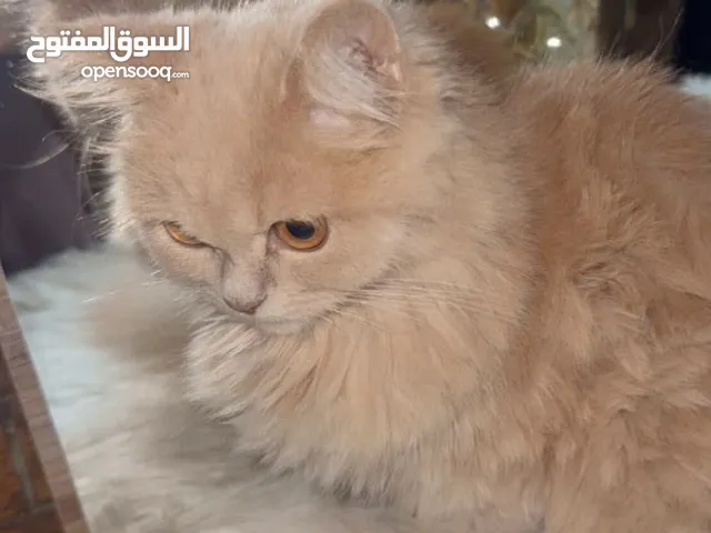 قط فارسي نوع شرازي خاليه من الامراض وصحتها ممتازه