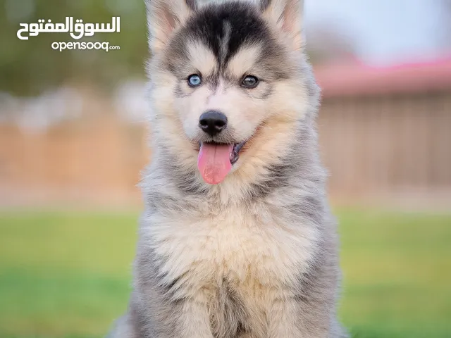 جراء هاسكي توب لاين ذكرين و انثى Top quality husky puppies imported parents 2 males 1female