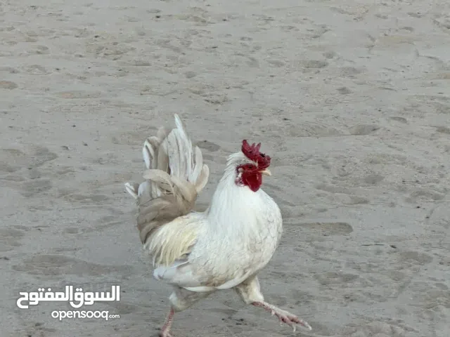 للبيع ديجين عربي مميز والوان