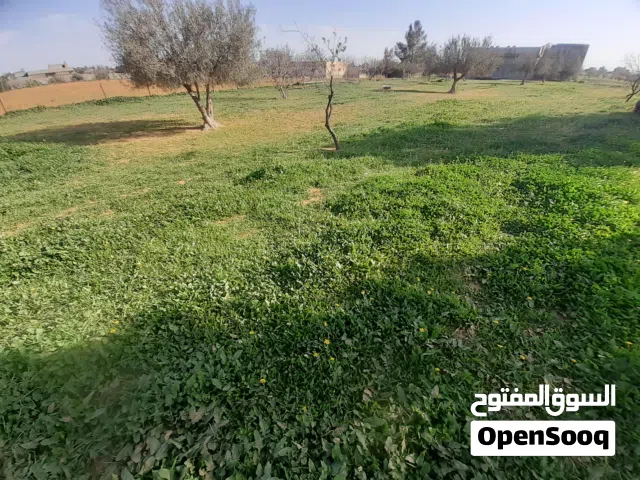 فرصة   ترهونه أرض للبيع الفين متر  او قطاعي