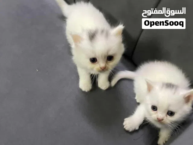 قطط ذكور ليس للتبني ارجو عدم الاتصال إذ كنت تريد تبني