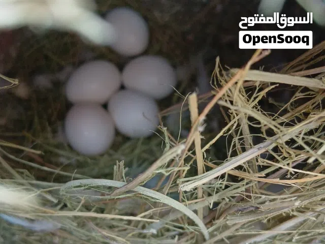 عصافير بركديلو الله يبارك راقدت علي 5 دحيات ومعاهما 4 فروخه كوبيه الله يبارك البيع معا بعضهم كلهم