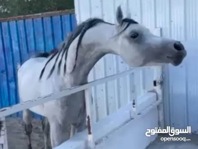 للبيع حصان مصري