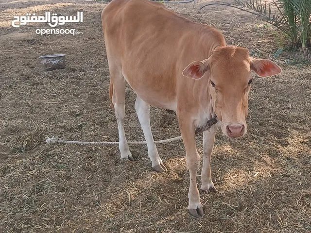 بيع عجلة