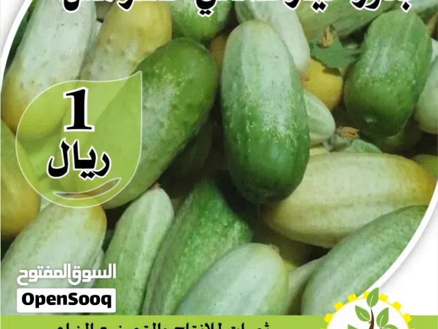 بذور خيار عماني اصل
