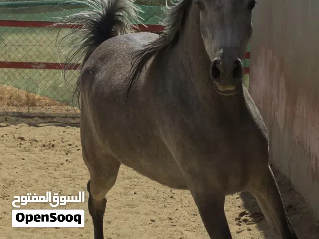 فرس عربي واهو مسجل