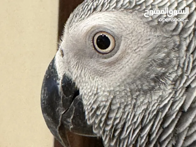 كاسكو سوبر جامبو