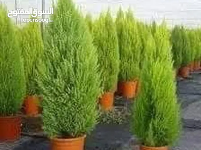 الأشجار المثمرة والزينة تجمع بين الجمال والفائدة، تنسيق وصيانة الحدائق الداخليه والخارجية