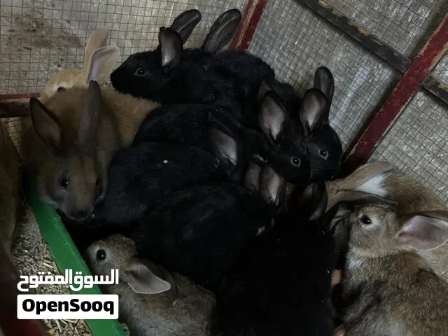 ارانب بلدي للبيع