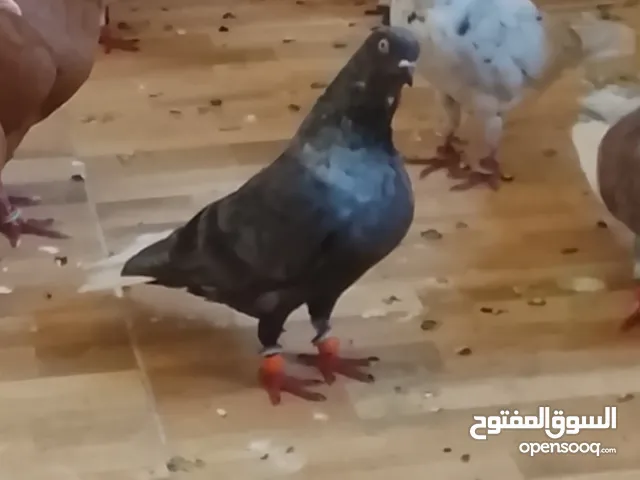 فحل نوري قراقطه العين بيضه على الاول