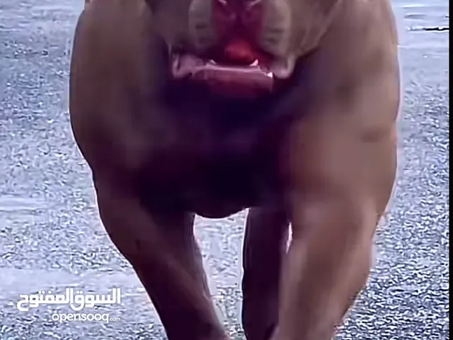 السلام عليكم كلب بيتبول نبوا زوار زيها هذا المكان بنغازي