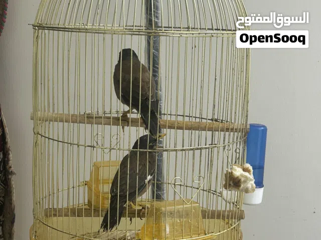 طيور للبيع