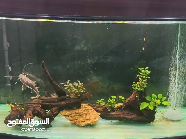 COMPLETE AQUARIUM SETUP WITH EXOTIC FISH – FOR SALE